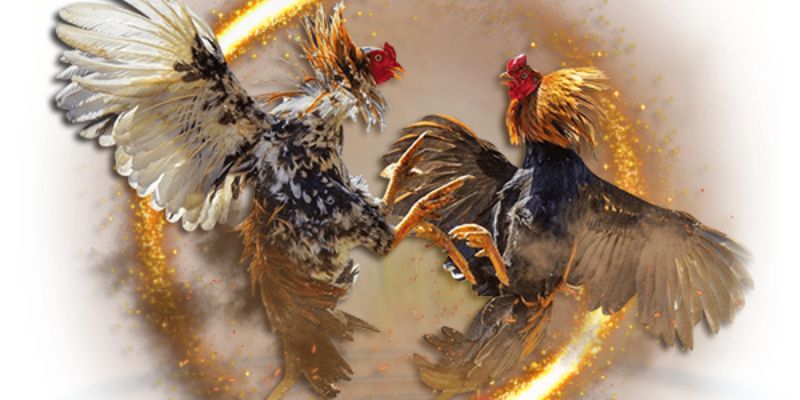 Ba hình thức đá gà phổ biến bạn nên biết