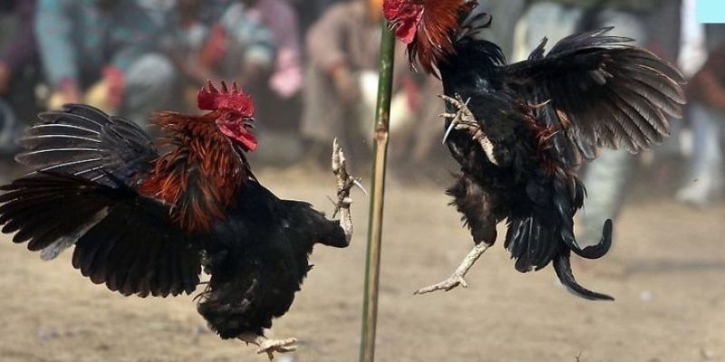 Đá Gà Cựa Dao KUWIN: Sân Chơi Gay Cấn Cho Cược Thủ