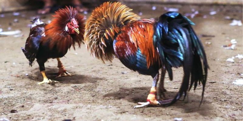 Đá gà cựa sắt KUWIN với những thông tin cơ bản