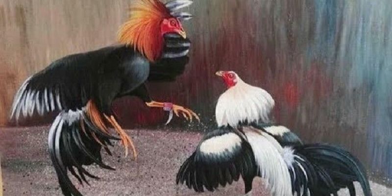 Đá Gà Mỹ KUWIN – Nơi Từng Cú Đá Quyết Định Số Phận