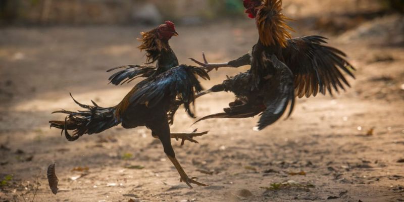 Đá gà Mỹ KUWIN với sự cuốn hút khó cưỡng lại
