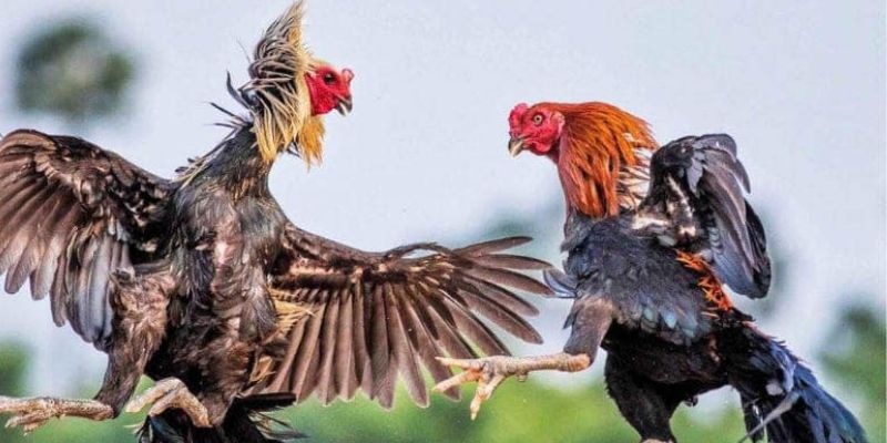 Đá Gà Thomo Trực Tiếp: Cuộc Chơi Của Những Chiến Kê