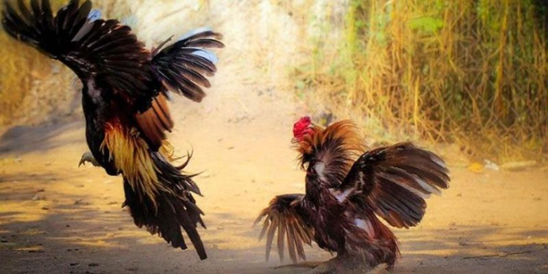 Đá gà với những điểm nổi bật lên xu hướng 
