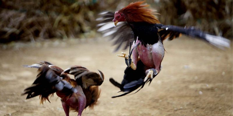 Những nét chính về tựa game đá gà Mỹ KUWIN
