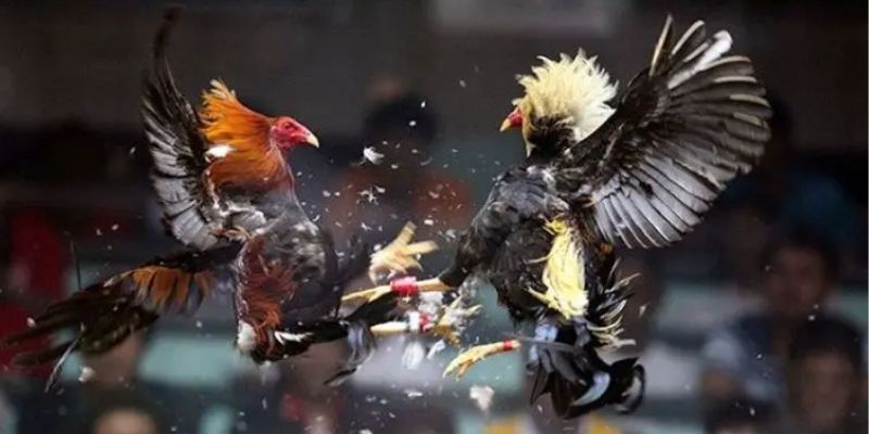 Quy trình lựa chọn chiến kê cần kỹ lưỡng 